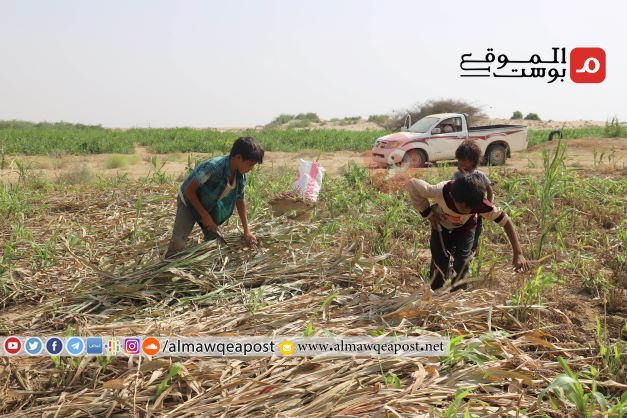 الحصاد السنوي للحبوب في حجة ينصدم بعدم وجود أسواق للبيع