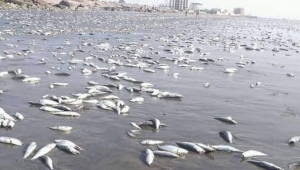 عدن.. كساد في سوق السمك بعد إشاعة البحر الملوث