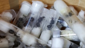 حاولا تهريب 5000 نملة.. كينيا تحاكم شابين من بلجيكا