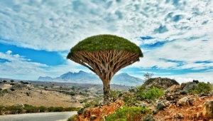 "سقطرى" في دائرة الخطر والسقوط من "التراث العالمي" وأصوات المناشدة ترتفع وتُحذّر (تقرير)