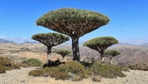 صحيفة إسبانية تكشف ممارسات الإمارات في سقطرى وتطلق جرس إنذار لإنقاذ الأرخبيل (ترجمة خاصة)