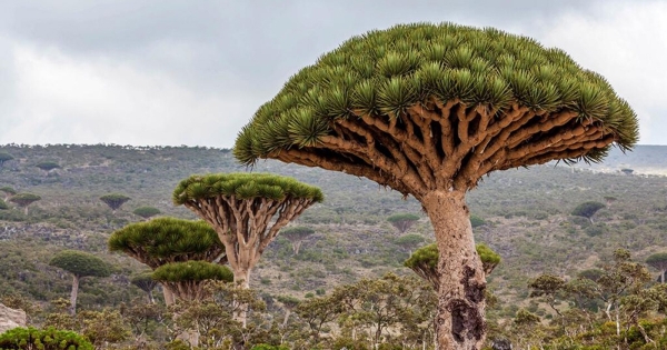 جزيرة السعادة في بحر العرب والمحيط الهندي.. مشروع لحماية أدب 