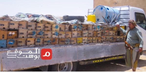 النحل في اليمن.. بين صراع البقاء والاستقرار في ظل الحرب وتغير المناخ (ترجمة خاصة)