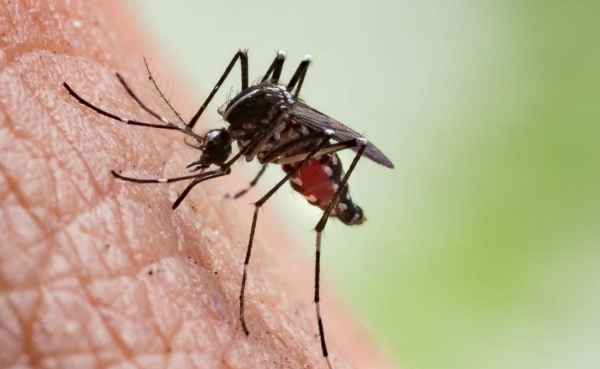 الترصد الوبائي يحذّر من وضع مقلق في عدن بعد تسجيل قرابة 50 ألف حالة إصابة بالملاريا