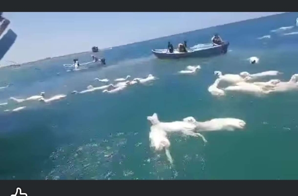 جنوح سفينة قبالة سواحل عدن ونفوق مئات المواشي