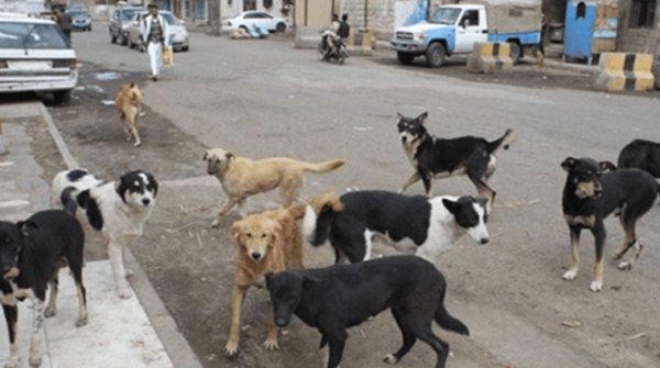 داء الكلب يسبب وفاة ثلاثة أطفال وسط انتشار مخيف للكلاب الضالة بذمار