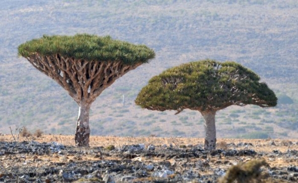 صحافية أمريكية: الصراع وتغير المناخ يدفعان شجرة 