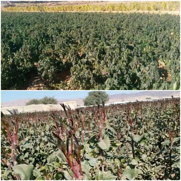 الصقيع يتلف مساحات كبيرة من المزارع في ذمار